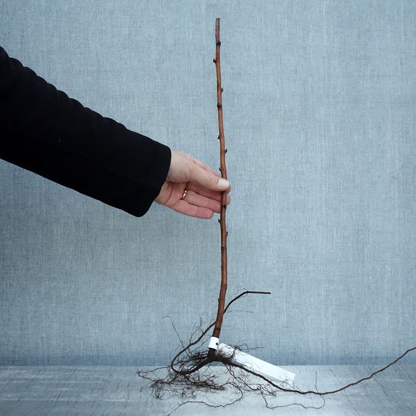 Amostra de Framboisier Willamette (non remontant) Raízes nuas, Arbusto tal como entregue no inverno