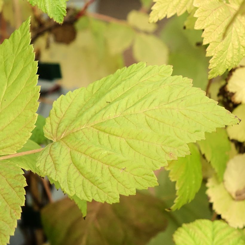 Framboeseiro Zeva remontante Bio - Rubus idaeus (Folhagem)