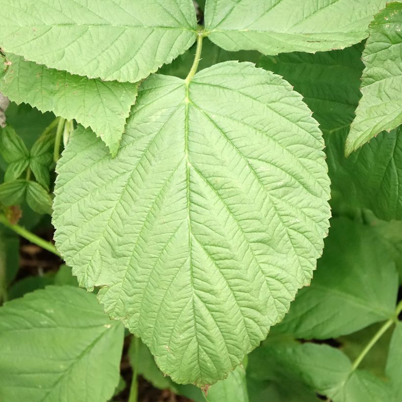 Framboeseiro Zefa Herbsternte remontante - Rubus idaeus (Folhagem)