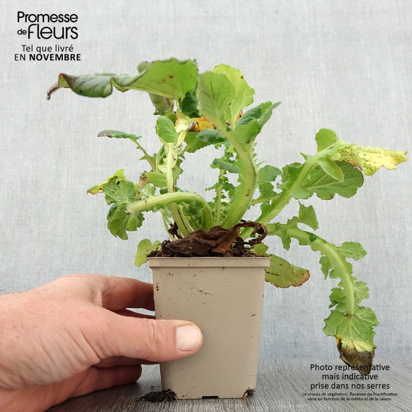 Amostra de Francoa sonchifolia Vaso de 8/9 cm tal como entregue no outono