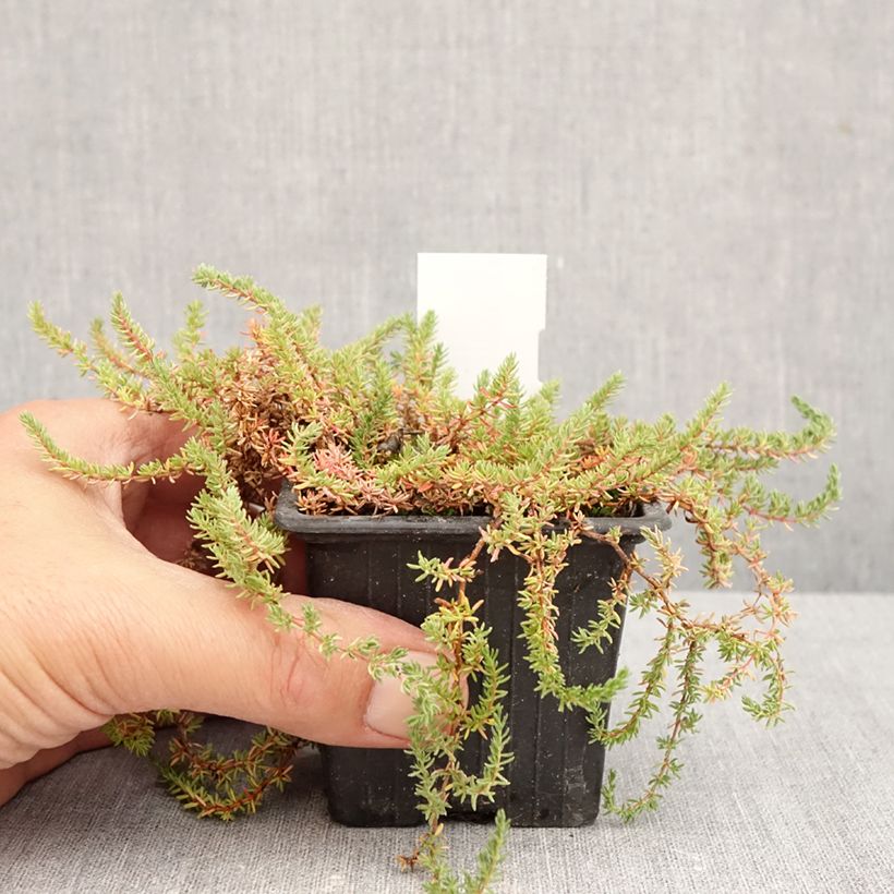 Amostra de Frankenia laevis Vaso de 8/9 cm tal como entregue no outono