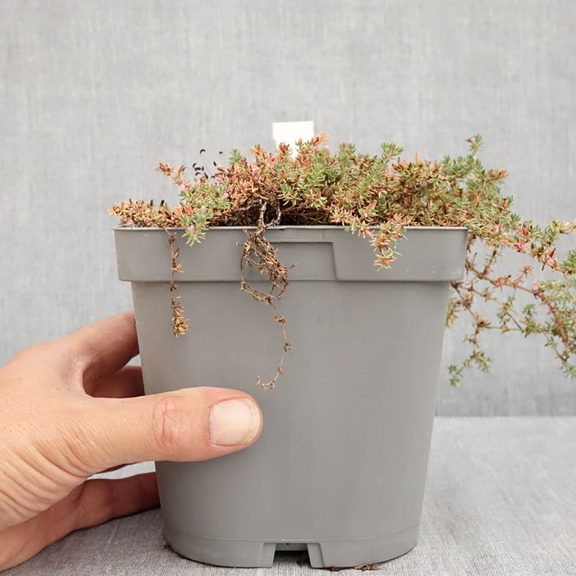 Amostra de Frankenia laevis Vaso de 2 L/3 L tal como entregue no verão