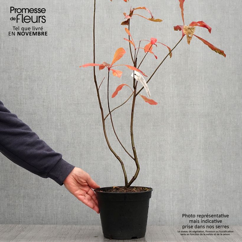 Amostra de Franklinia alatamaha Vaso de 4 L/5 L tal como entregue no outono
