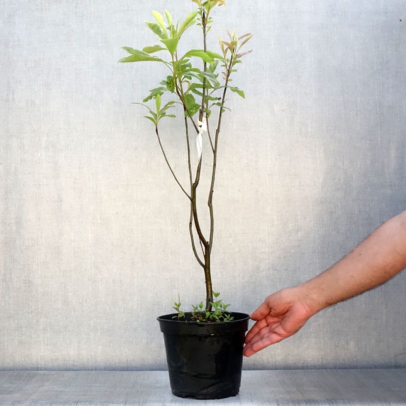 Amostra de Franklinia alatamaha Vaso de 4 L/5 L tal como entregue no verão