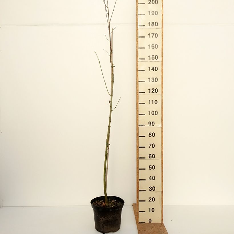 Amostra de Freixo-americano Hunky Punk - Fraxinus americana Vaso de 7,5 L/10 L tal como entregue no outono