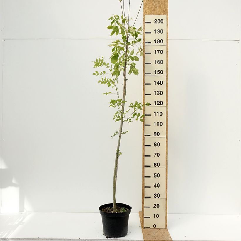 Amostra de Fraxinus americana Hunky Punk - Frêne d'Amérique panaché Vaso de 7,5 L/10 L tal como entregue no verão