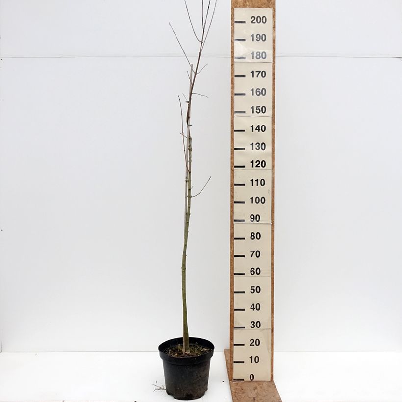 Amostra de Freixo-americano Hunky Punk - Fraxinus americana Vaso de 7,5 L/10 L tal como entregue no inverno