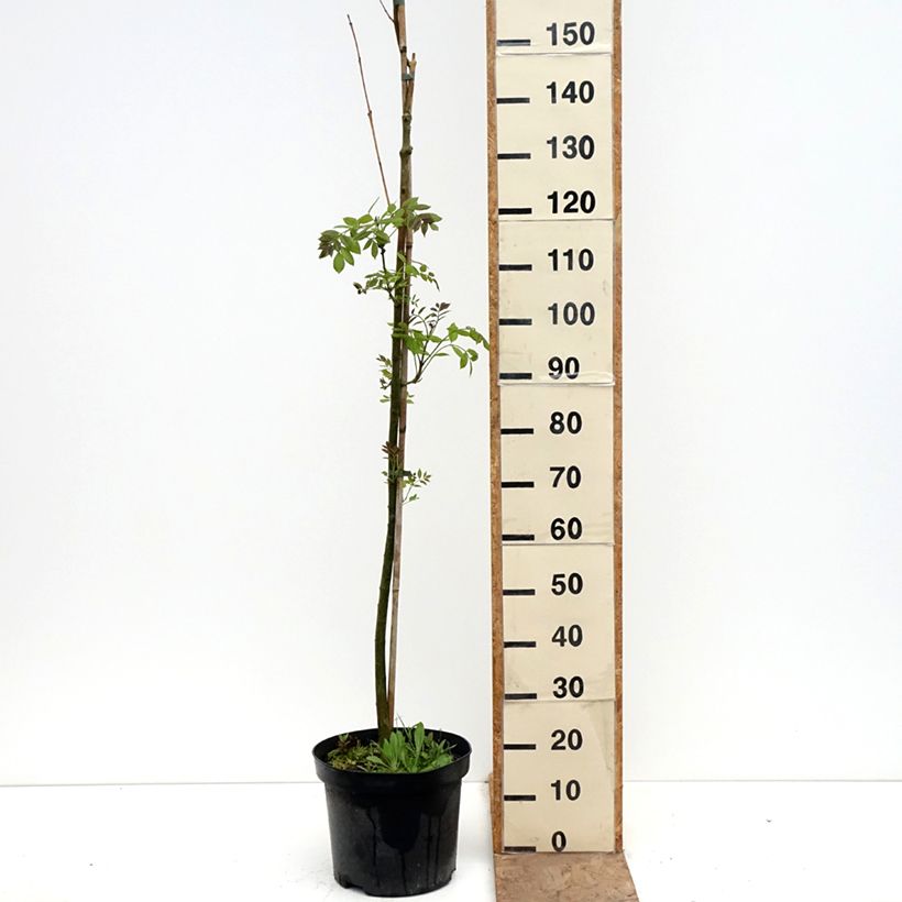 Amostra de Freixo-americano Hunky Punk - Fraxinus americana Vaso de 7,5 L/10 L tal como entregue na primavera
