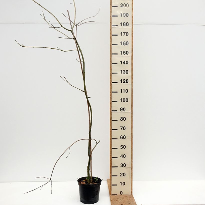 Amostra de Freixo-europeu Aarsee - Fraxinus excelsior Vaso de 7,5 L/10 L tal como entregue no outono