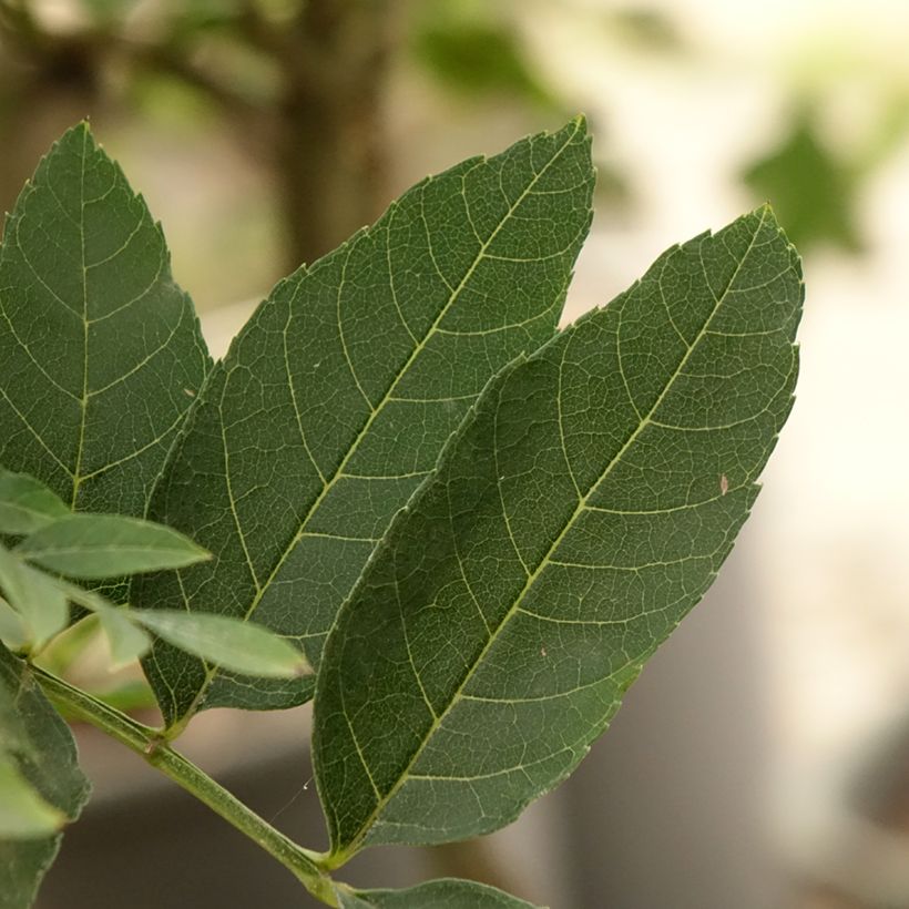 Freixo-europeu Abiona - Fraxinus excelsior (Folhagem)