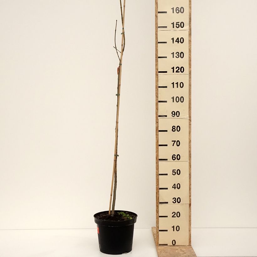 Amostra de Fraxinus excelsior Foliis Aureis - Frêne commun doré Vaso de 12 L/15 L tal como entregue no inverno