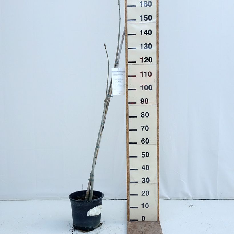 Amostra de Fraxinus excelsior Vaso de 7,5 L/10 L tal como entregue no inverno