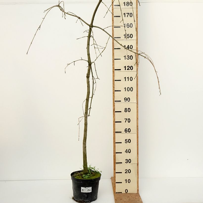 Amostra de Freixo-europeu Heterophylla Pendula - Fraxinus excelsior Vaso de 7,5 L/10 L tal como entregue no outono