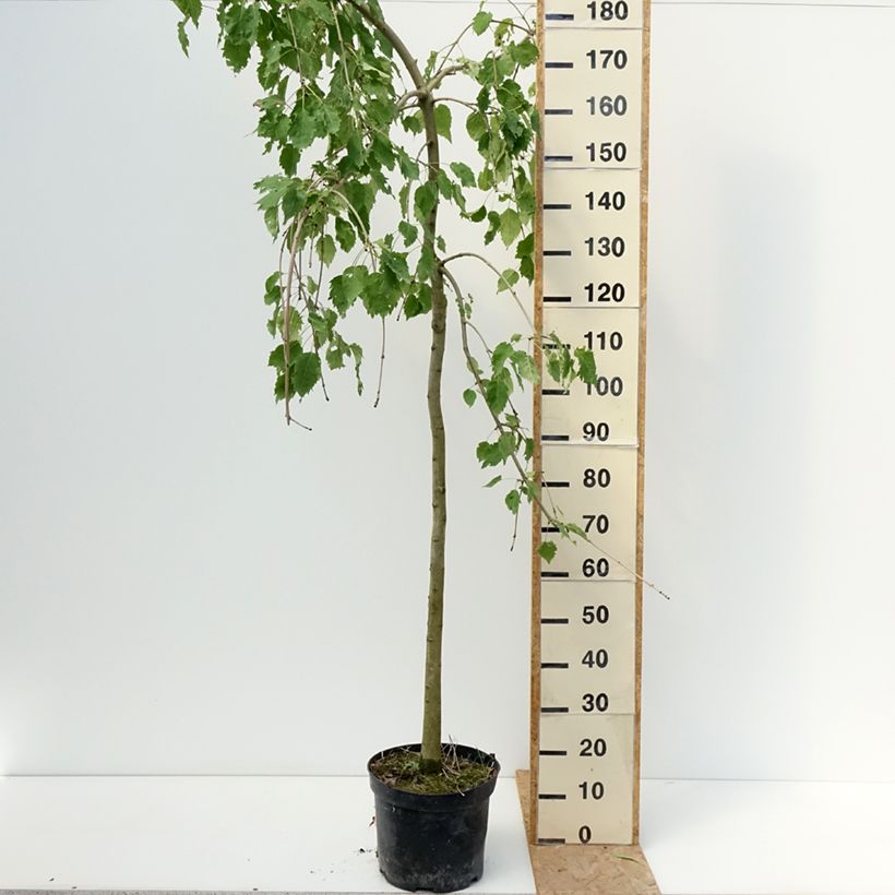 Amostra de Freixo-europeu Heterophylla Pendula - Fraxinus excelsior Vaso de 7,5 L/10 L tal como entregue no verão