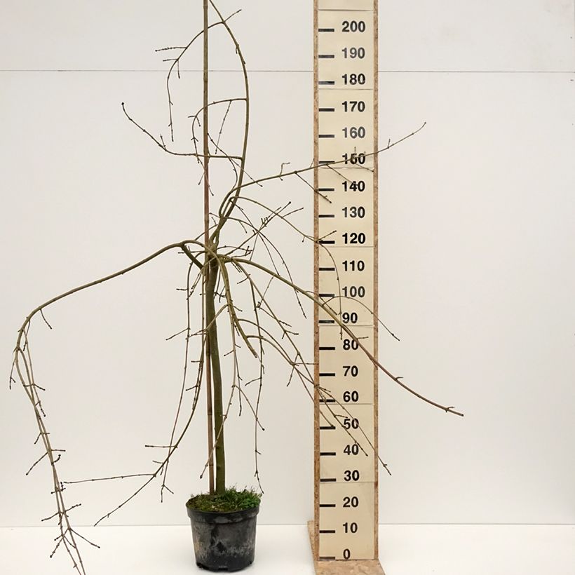 Amostra de Fraxinus excelsior Heterophylla Pendula - Frêne pleureur Vaso de 7,5 L/10 L tal como entregue no inverno