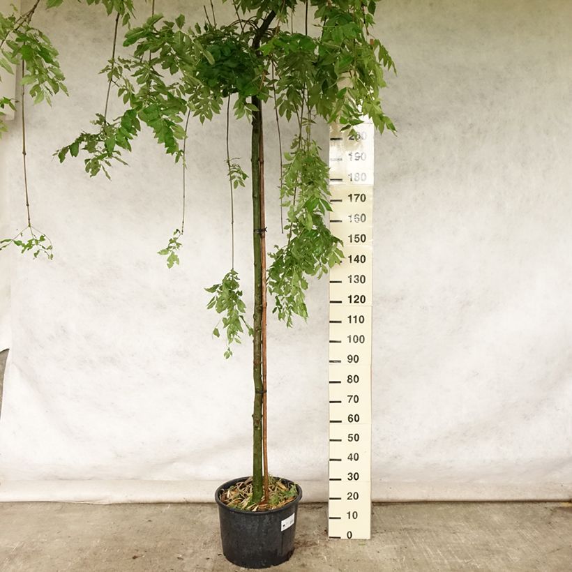 Amostra de Fraxinus excelsior Pendula - Frêne pleureur Vaso de 30 L/35 L tal como entregue no verão