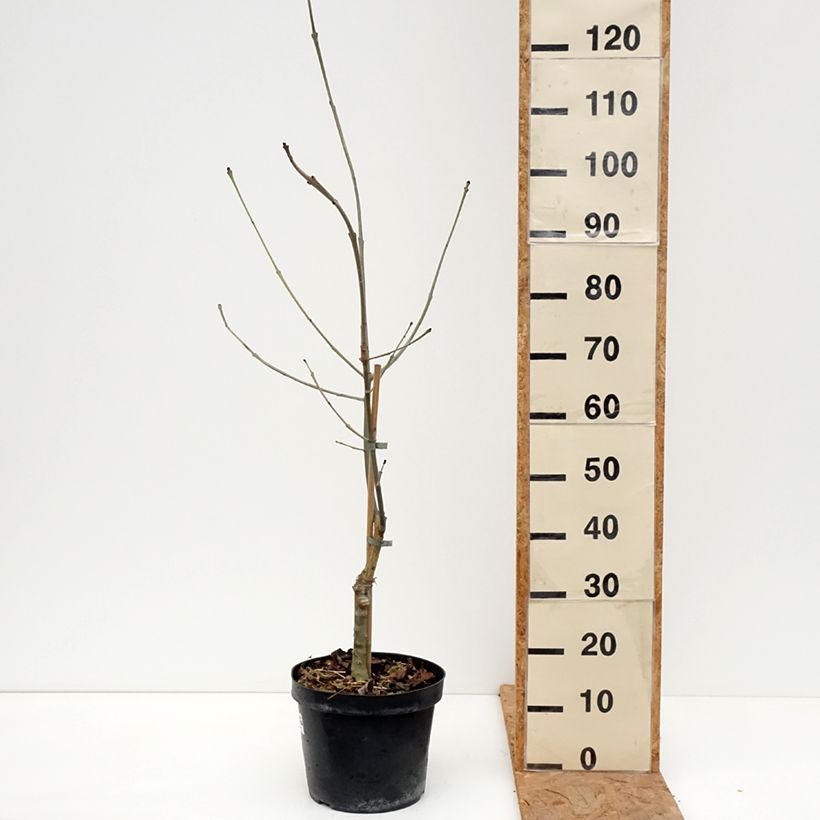 Amostra de Freixo-europeu Zygmunt Krasiński - Fraxinus excelsior Vaso de 7,5 L/10 L tal como entregue no outono