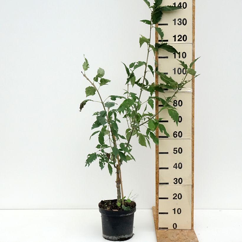 Amostra de Freixo-europeu Zygmunt Krasiński - Fraxinus excelsior Vaso de 7,5 L/10 L tal como entregue no verão