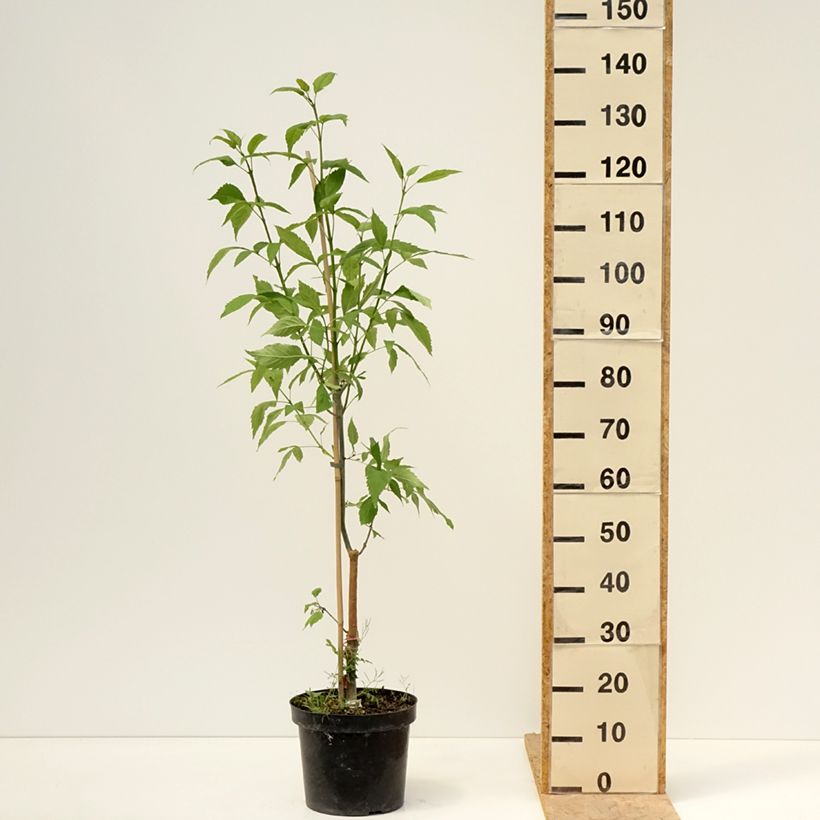 Amostra de Fraxinus excelsior Zygmunt Krasiński - Frêne commun Vaso de 7,5 L/10 L tal como entregue na primavera