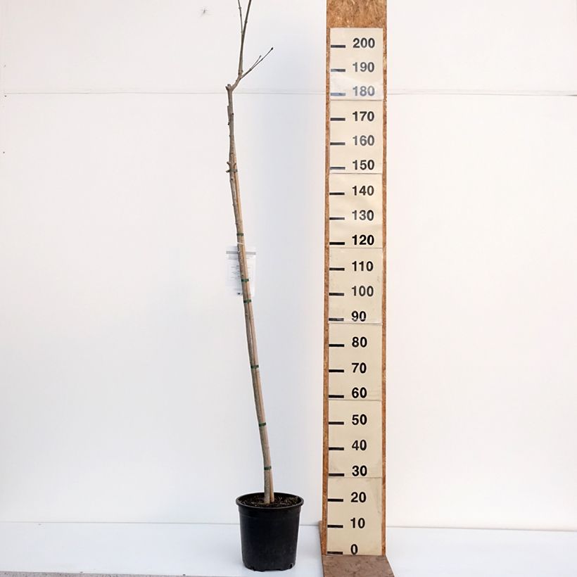 Amostra de Fraxinus ornus Vaso de 7,5 L/10 L tal como entregue no inverno