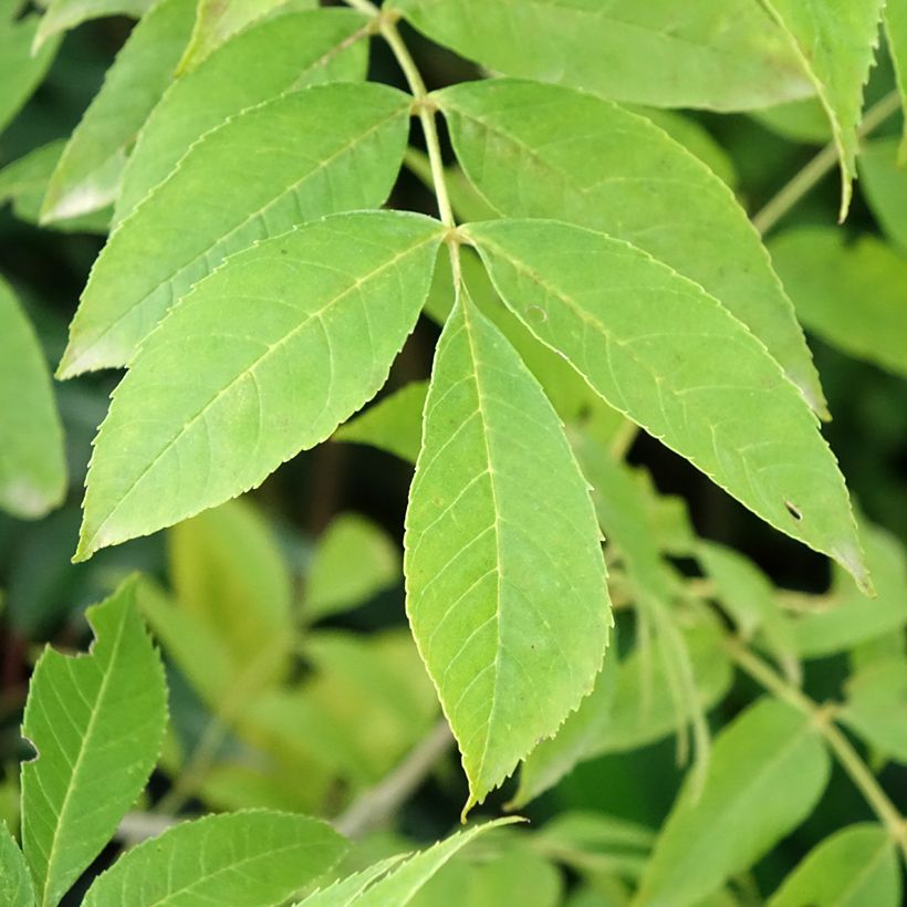 Freixo-da-Pensilvânia Argenteomarginata - Fraxinus pennsylvanica (Folhagem)