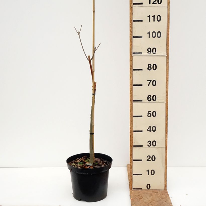 Amostra de Freixo-da-Pensilvânia Argenteomarginata - Fraxinus pennsylvanica Vaso de 7,5 L/10 L tal como entregue no outono