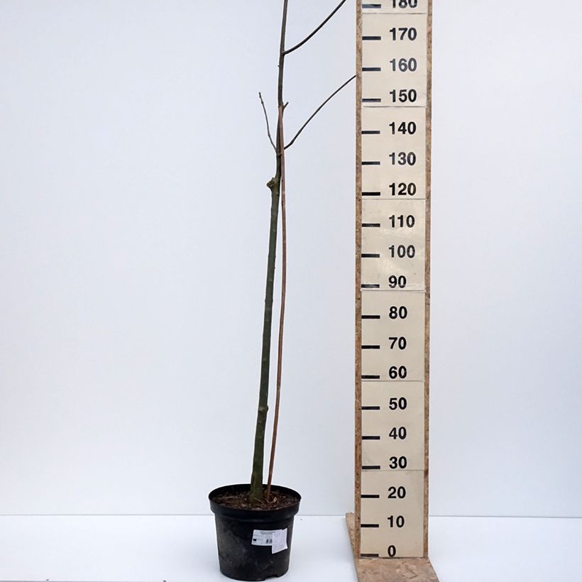 Amostra de Fraxinus pennsylvanica Argenteomarginata - Frêne de Pennsylvanie panaché Vaso de 7,5 L/10 L tal como entregue no inverno