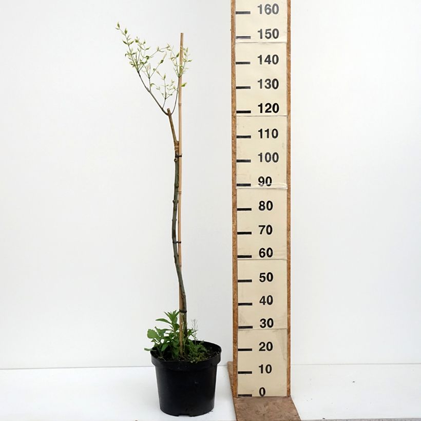 Amostra de Freixo-da-Pensilvânia Argenteomarginata - Fraxinus pennsylvanica Vaso de 7,5 L/10 L tal como entregue na primavera