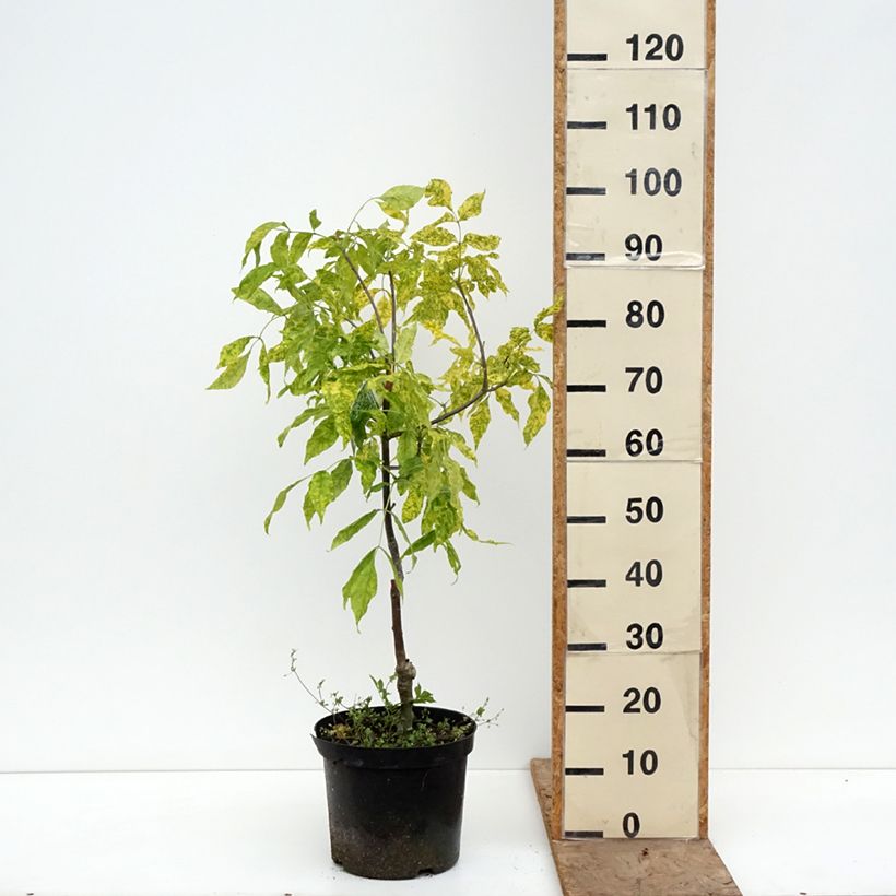 Amostra de Freixo-da-Pensilvânia Aucubifolia - Fraxinus pennsylvanica Vaso de 7,5 L/10 L, Haste tal como entregue na primavera