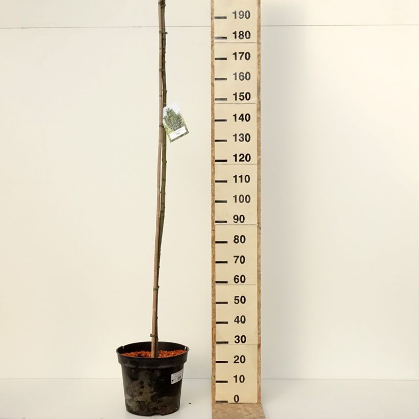 Amostra de Fraxinus pennsylvanica Crispa - Frêne de Pennsylvanie Pot de 30L/35L tal como entregue no inverno