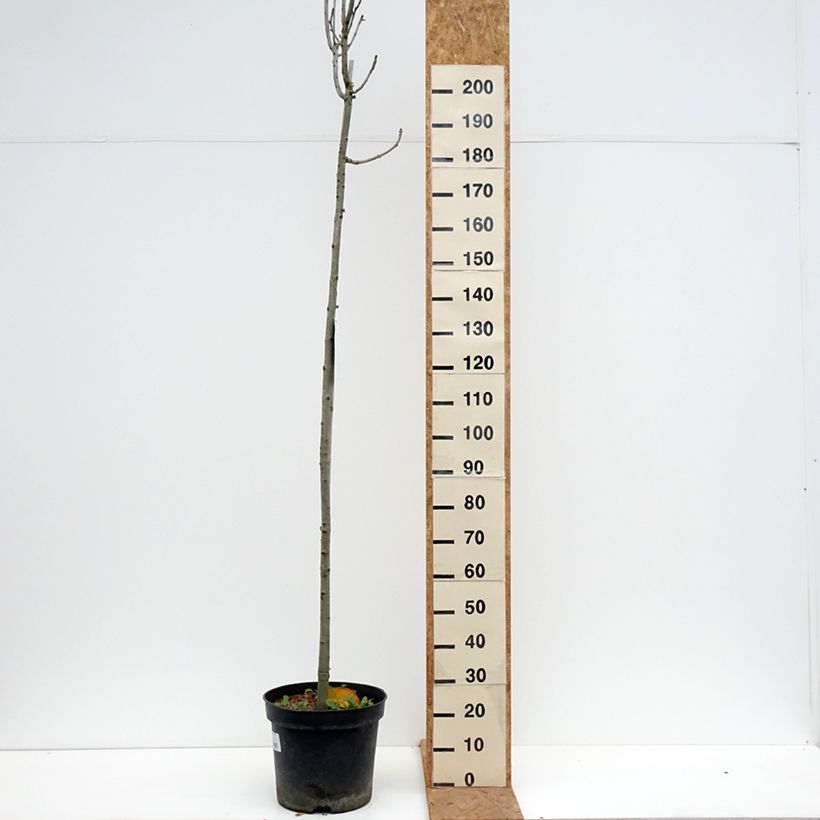 Amostra de Freixo-da-Pensilvânia Crispa - Fraxinus pennsylvanica Vaso de 30 L/35 L, Haste tal como entregue no outono