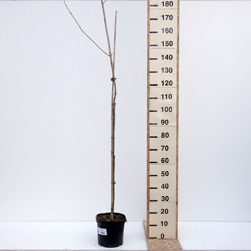 Amostra de Fraxinus spaethiana - Frêne de Spaeth Pot de 7,5L/10L tal como entregue no inverno