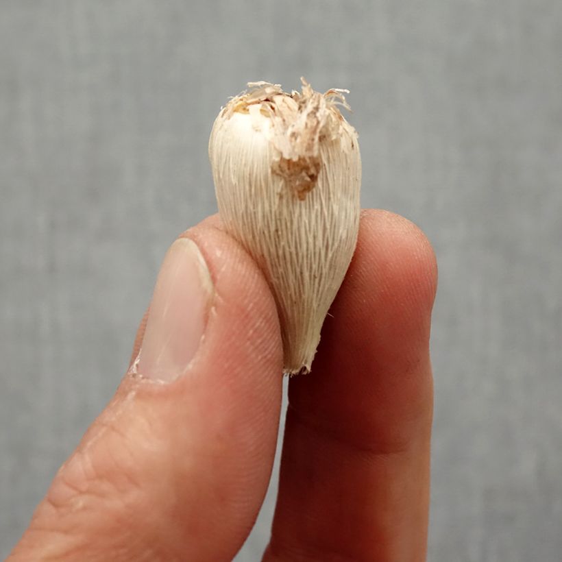 Amostra de Freesia Double Bleu - Muguet du Cap Bulbe Kaliber/Größe 4+ tal como entregue na primavera