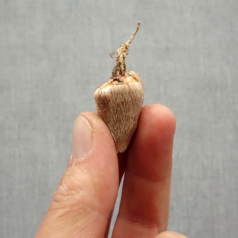 Amostra de Freesia Double Jaune - Muguet du Cap Bulbe Kaliber/Größe 5+ tal como entregue na primavera