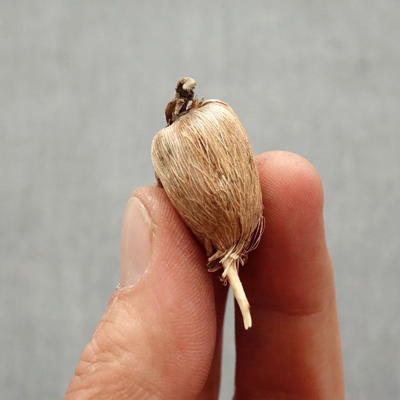 Amostra de Freesia double orange - Muguet du Cap Bulbe Kaliber/Größe 6+ tal como entregue na primavera