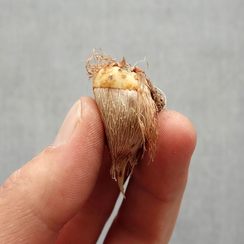 Amostra de Freesia double Rouge - Muguet du Cap Bulbe Kaliber/Größe 6+ tal como entregue na primavera