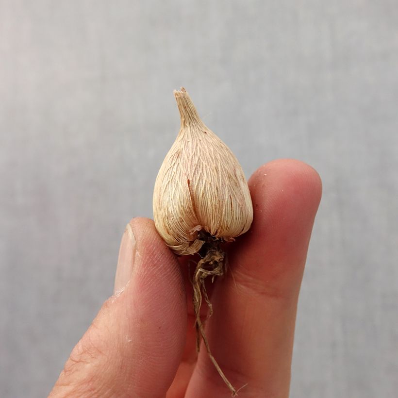 Amostra de Frésia Simples Branco Bulbo Calibre 5+ tal como entregue na primavera