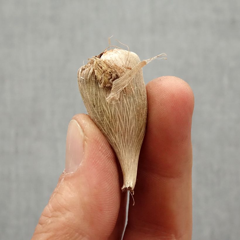 Amostra de Frésia Simple Azul Bulbo Calibre 5+ tal como entregue na primavera