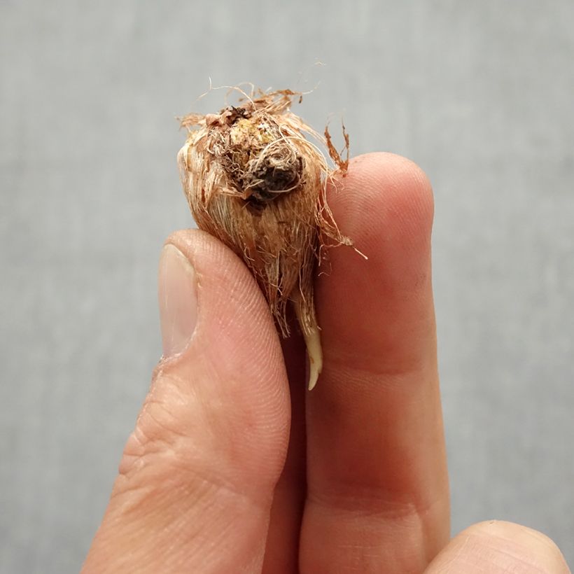 Amostra de Freesia simple jaune Bulbo size 6+ tal como entregue na primavera