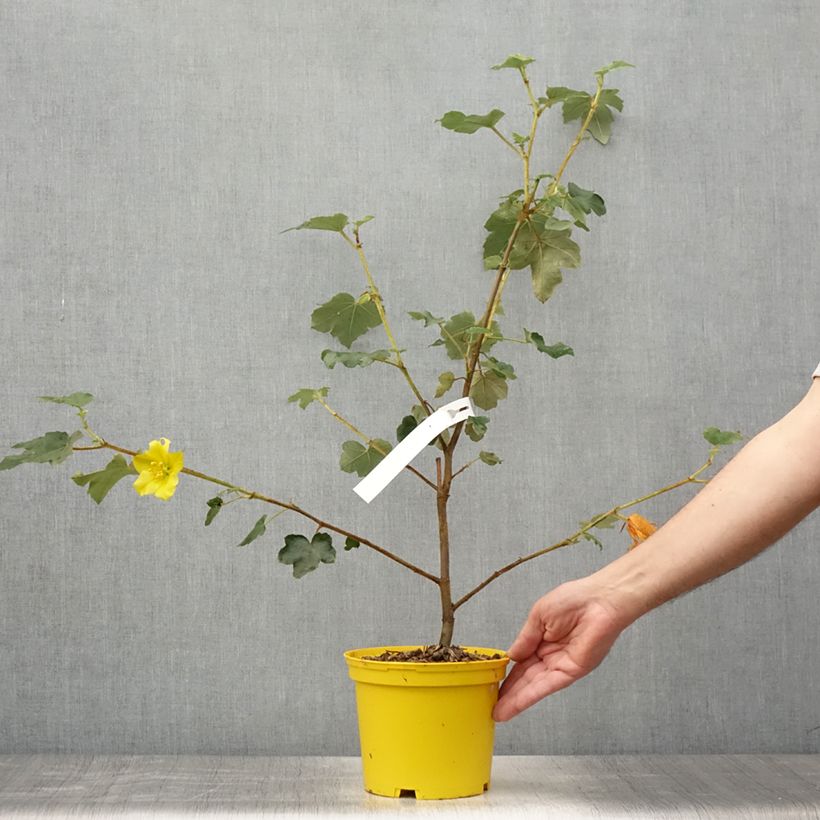 Amostra de Fremontodendron californicum Vaso de 2 L/3 L tal como entregue no verão