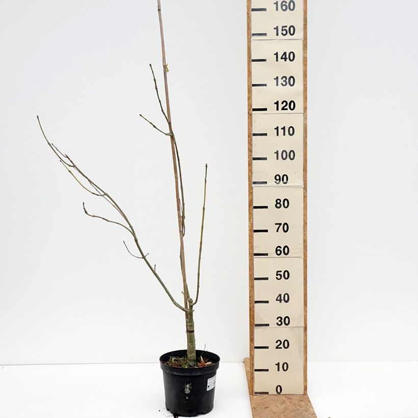 Amostra de Freixo-europeu Argenteovariegata - Fraxinus excelsior Vaso de 7,5 L/10 L tal como entregue no outono