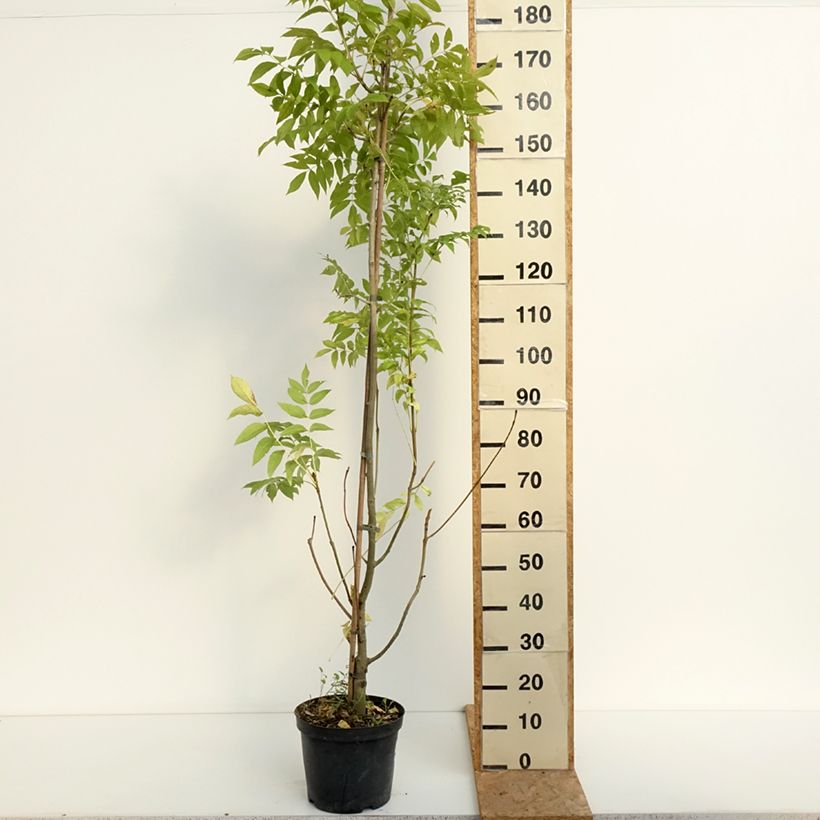 Amostra de Freixo-europeu Argenteovariegata - Fraxinus excelsior Vaso de 7,5 L/10 L tal como entregue no verão