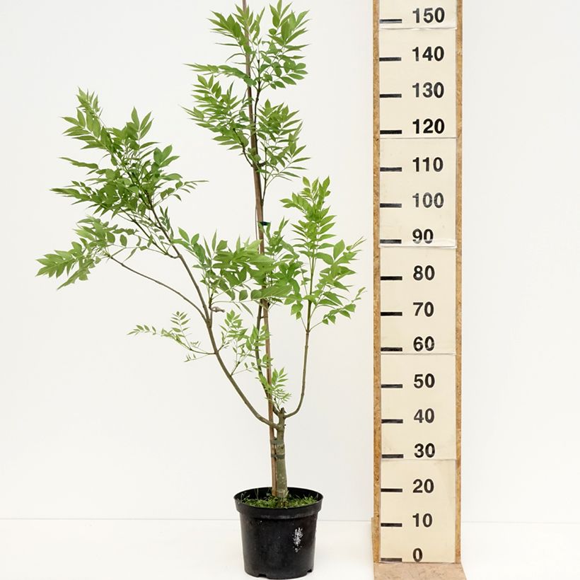 Amostra de Frêne commun panaché - Fraxinus excelsior Argenteovariegata Vaso de 7,5 L/10 L tal como entregue na primavera