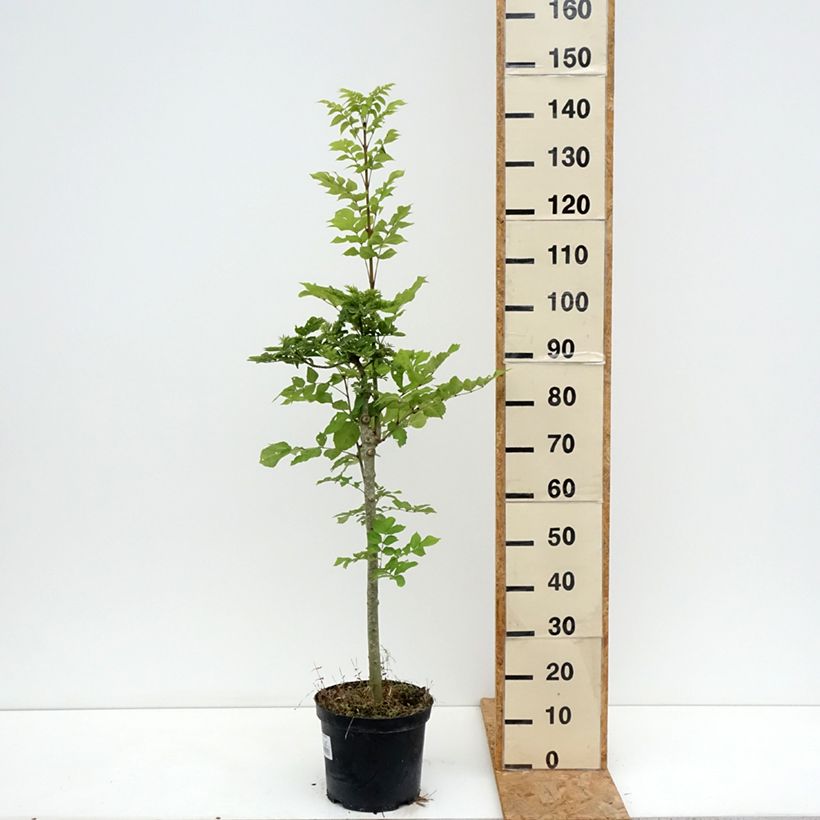 Amostra de Freixo-europeu Abiona - Fraxinus excelsior Vaso de 7,5 L/10 L, Haste tal como entregue no verão