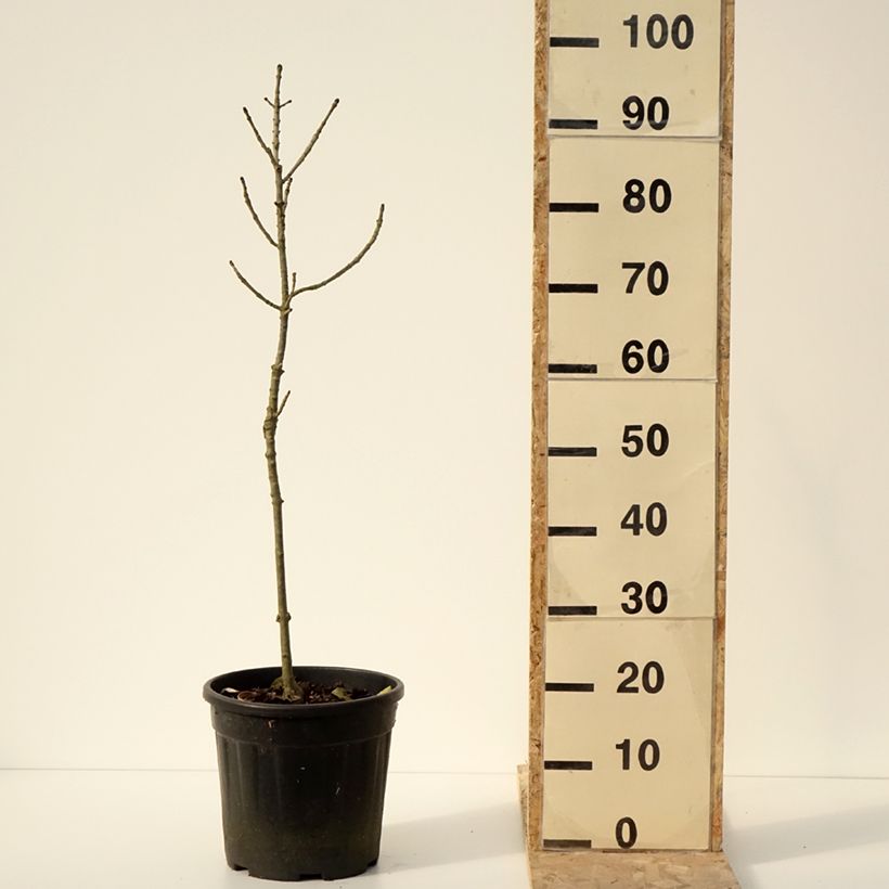 Amostra de Frêne nain - Fraxinus excelsior Abiona Vaso de 7,5 L/10 L tal como entregue no inverno