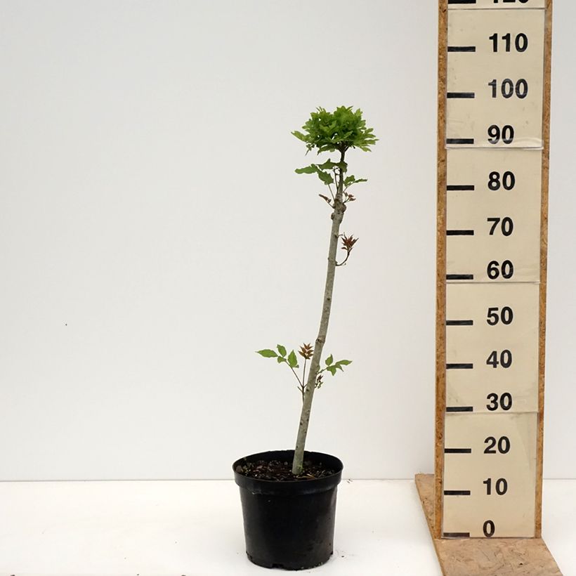 Amostra de Freixo-europeu Abiona - Fraxinus excelsior Vaso de 7,5 L/10 L, Haste tal como entregue na primavera