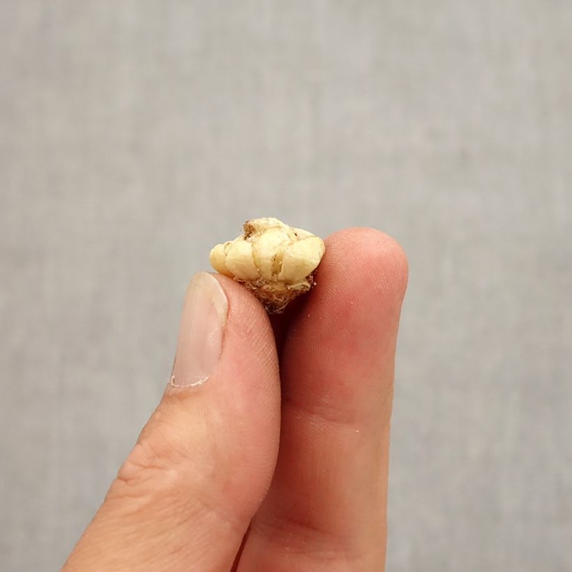 Amostra de Fritillaire camschatcensis - Lys du Kamtchatka Bulbo size 6+ tal como entregue no outono