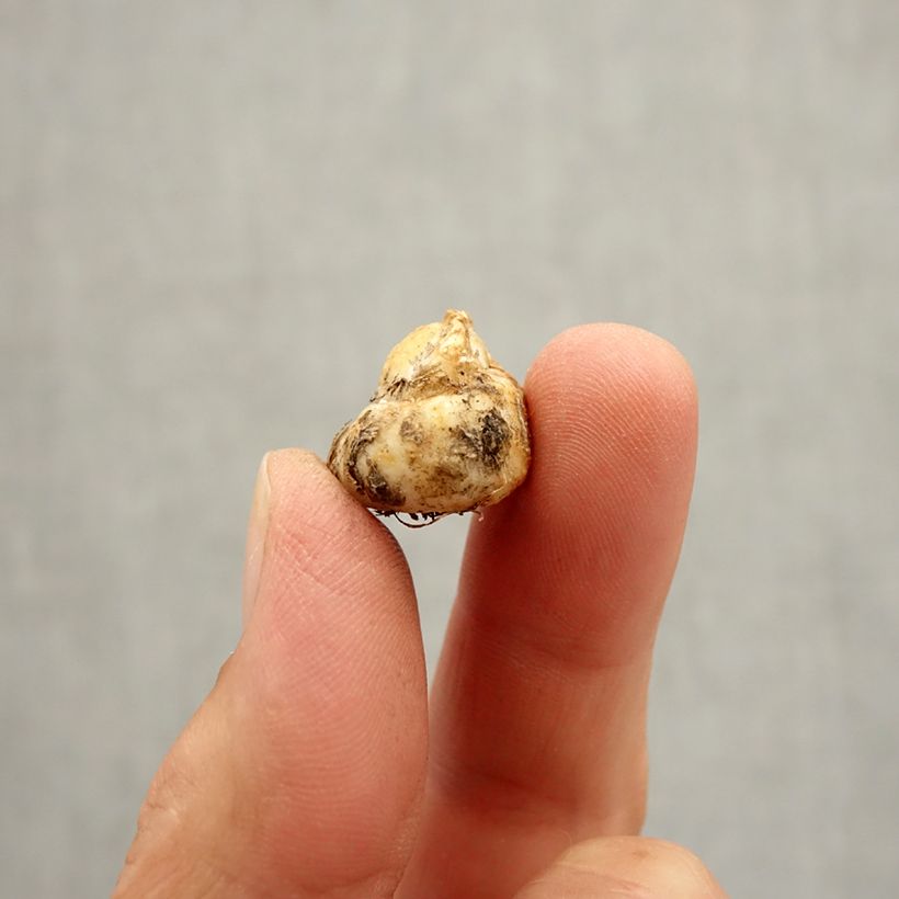 Amostra de Fritillaire - Fritillaria reuteri Bulbe Kaliber/Größe I tal como entregue no outono