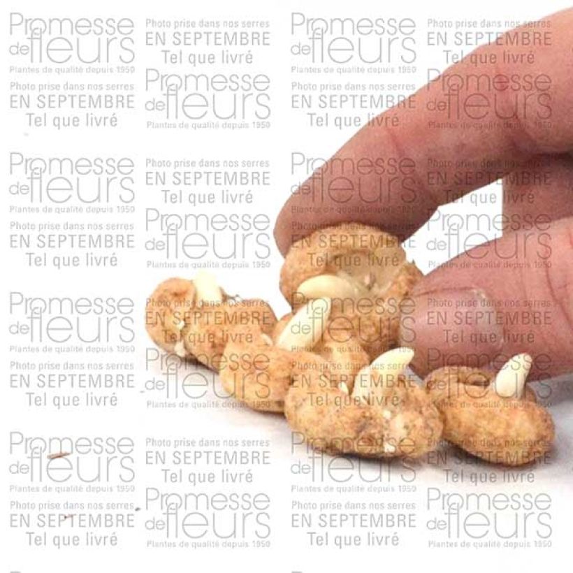 Exemplo de amostra de Fritillaire hermonis ssp. amana Bulbo size I tal como entregue