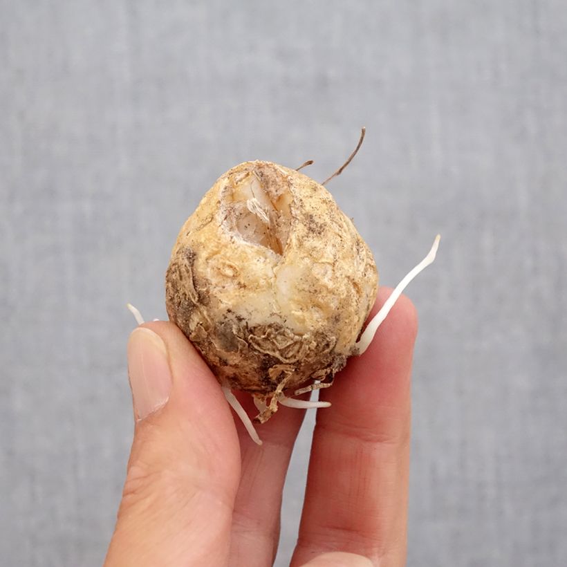 Amostra de Fritillaire imperialis Bach - Couronne impériale Bulbo size 14+ tal como entregue no outono